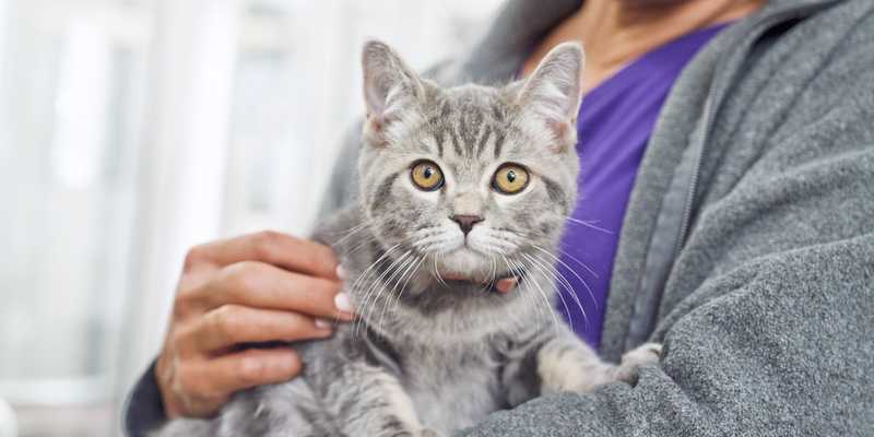 kitten being held looks into the camera