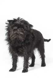 standing affenpinscher dog breed facing forward against a white background