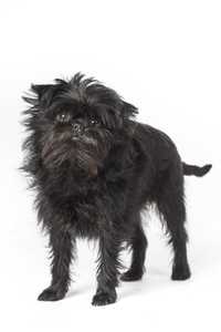 standing affenpinscher dog breed facing forward against a white background