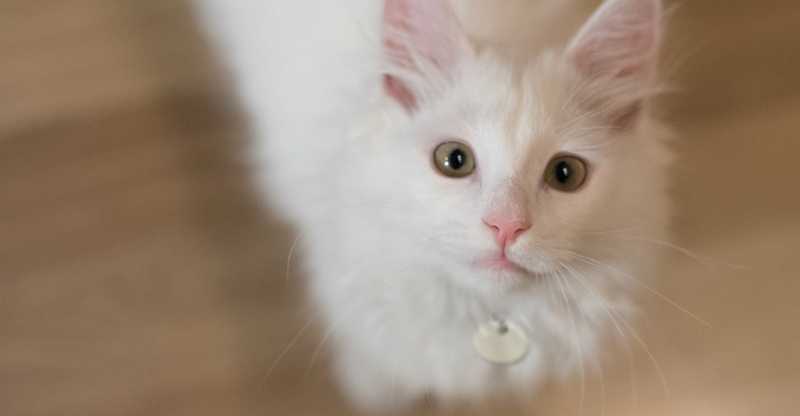 Norwegian Forest cat