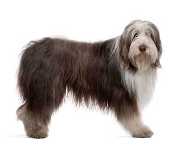 Profile of a standing Bearded Collie dog breed against a white background