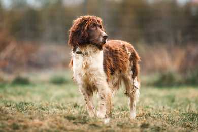 Standing Field Spaniel dog breed looking right on the grass