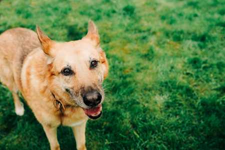 Close up of a Chinook dog breed standing on the grass looking up at the camera