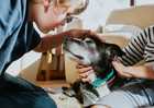 Child gently pets a gray-muzzled black dog while another person holds the dog's collar in a sunlit living room