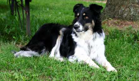 English Shephard dog breed laying down in the grass