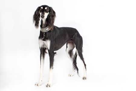 Saluki