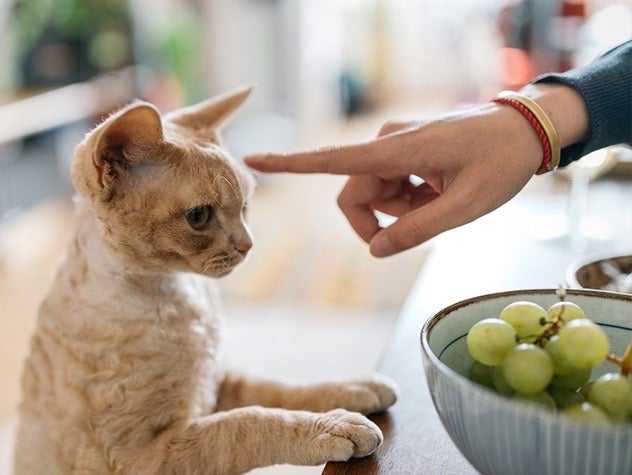 Can cats eat grapes?