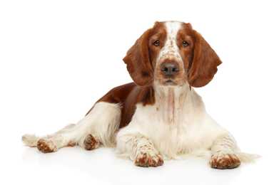 Welsh Springer Spaniel dog breed laying down with head up against a white background