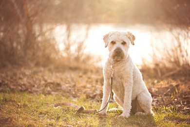 Soft Coated Wheaten Terrier dog breed sitting with a loose leash on the grass in front of a river