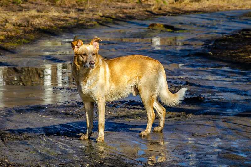 lost dog covered in mud