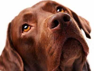 Brown Labrador retriever