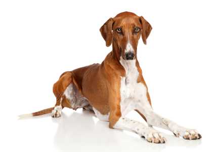 Azawakh dog breed laying down with paws extended against a white background