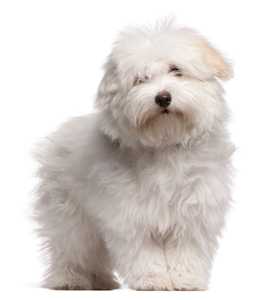 Coton de Tulear breed puppy standing in front of white background