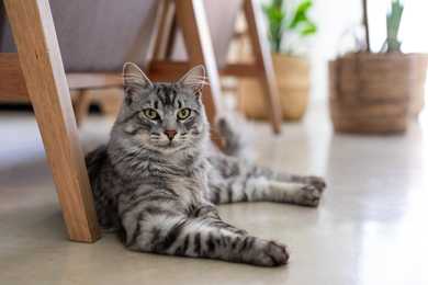 Domestic medium hair cat breed laying under a chair 