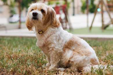 Side view of a Cavachon dog breed sitting looking at the camera in a park