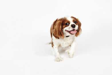 Close up of an English Toy Spaniel dog breed panting against a white background