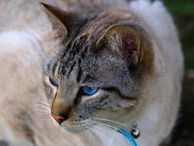 How Cigarette Smoke Affects Pets