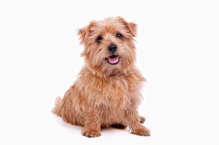 Norfolk Terrier dog breed sitting with mouth open looking at the camera against a white background