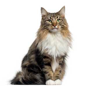 Multi colored Norwegian Forest cat breed sitting tall looking at the camera with a white background