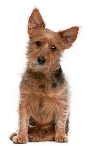 Australian Terrier dog breed sitting with head slightly tilted against a white background