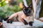 Siamese cat laying on pavement