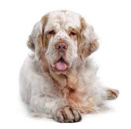 Clumber Spaniel dog breed laying down with tongue out and one paw extended on white background