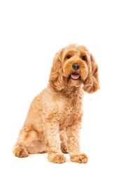 Cockapoo dog breed sitting with mouth open against a white background