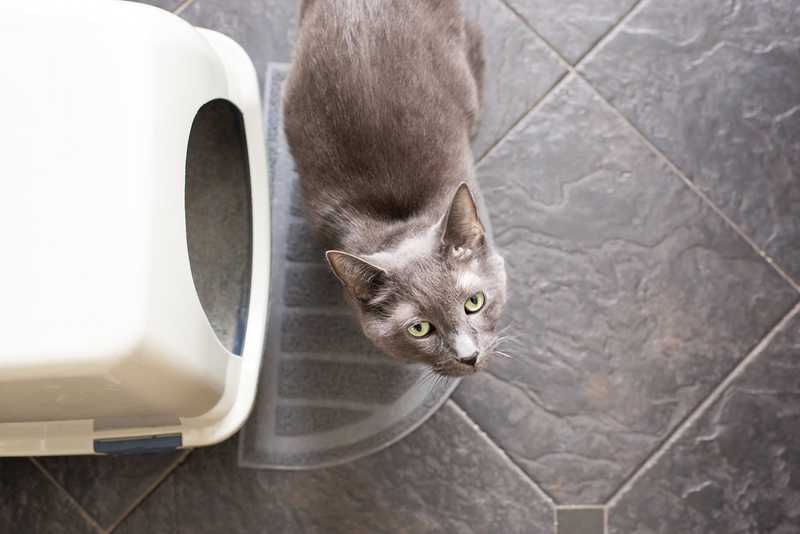 cat next to litter box