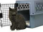 crating a cat tips