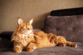 large yellow cat lounging on gray couch