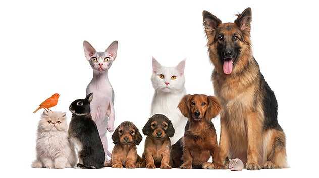 shelter animals