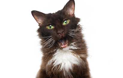 Chocolate and white Laperm cat breed headshot with mouth open against a white background