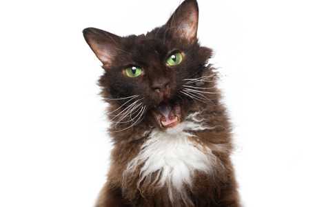 Chocolate and white Laperm cat breed headshot with mouth open against a white background