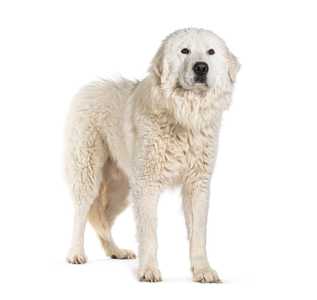 large white maremma sheepdog breed standing in front of a white background facing forward
