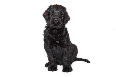 Black Russian Terrier dog breed sitting tall against a white background