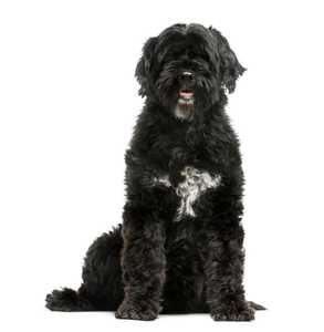Portuguese Water Dog breed with white on chest sitting tall against a white background