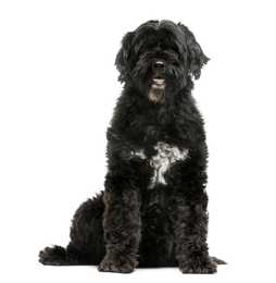 Portuguese Water Dog breed with white on chest sitting tall against a white background
