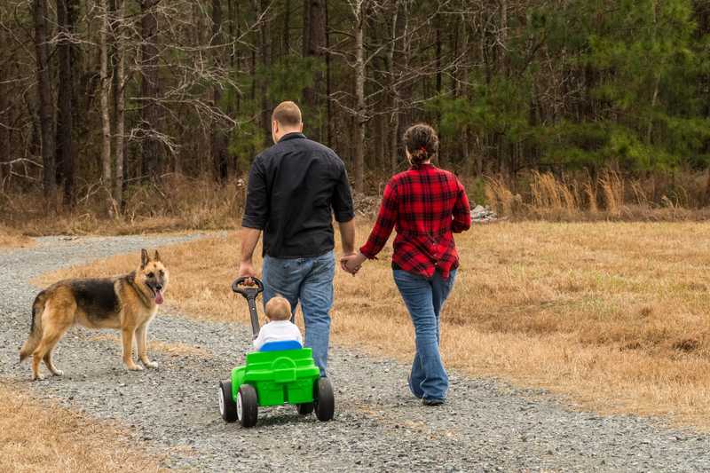 German Shepherd Dog on family walk
