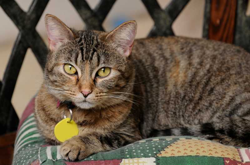 Cat with a cat collar and tag