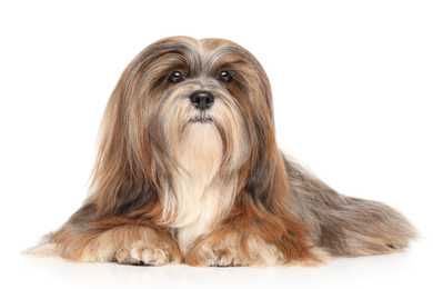 Lhasa Apso dog breed laying down with white background