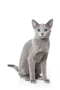 A sleek Russian Blue cat with short, dense gray fur and striking green eyes is sitting upright against a white background
