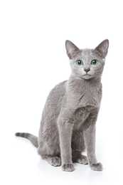 A sleek Russian Blue cat with short, dense gray fur and striking green eyes is sitting upright against a white background