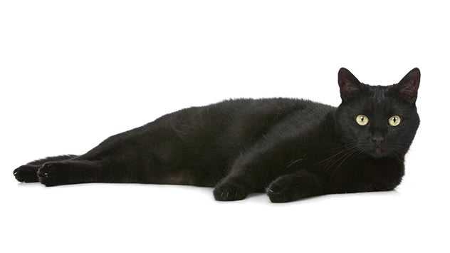 black cat