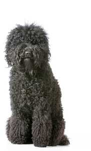 Black curly Barbet dog breed sitting looking at camera in front of white background