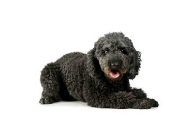 Pumi dog breed laying down panting against a white background