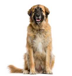 Leonberger dog breed sitting in front of a white background