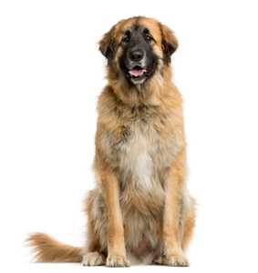 Leonberger dog breed sitting in front of a white background