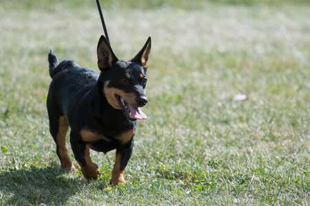 Lancashire Heeler walking outdoors on a leash