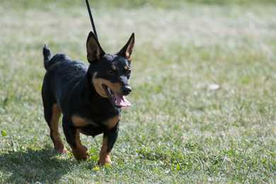 Lancashire Heeler walking outdoors on a leash