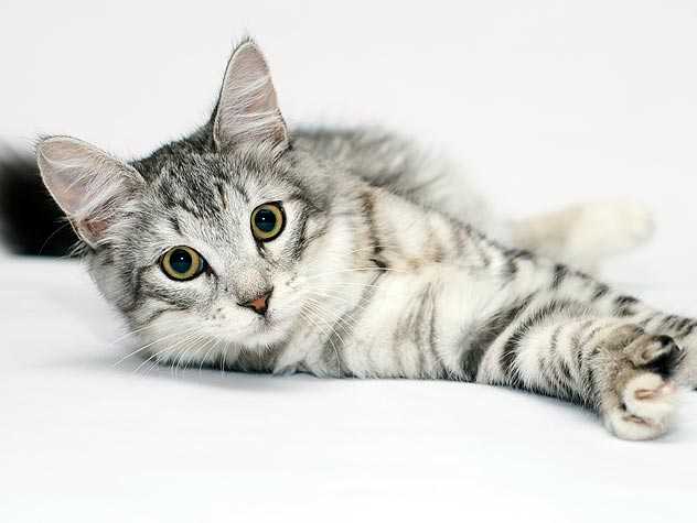 neuter kittens